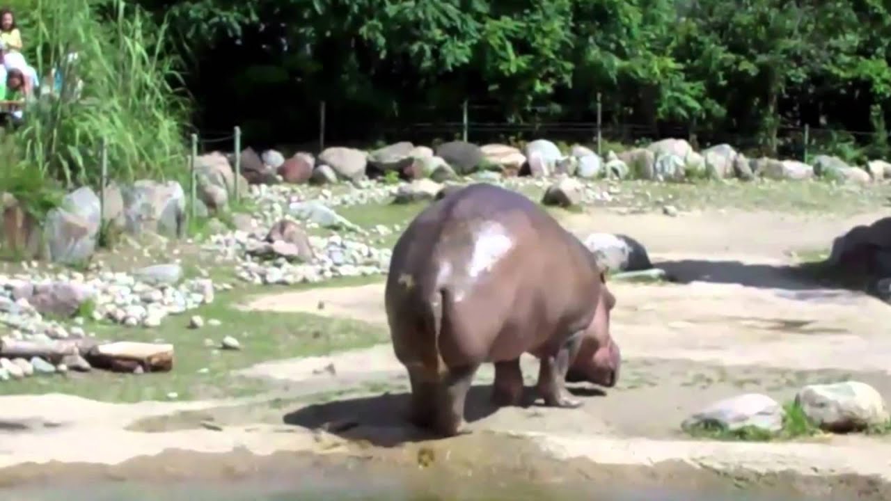 Hippo