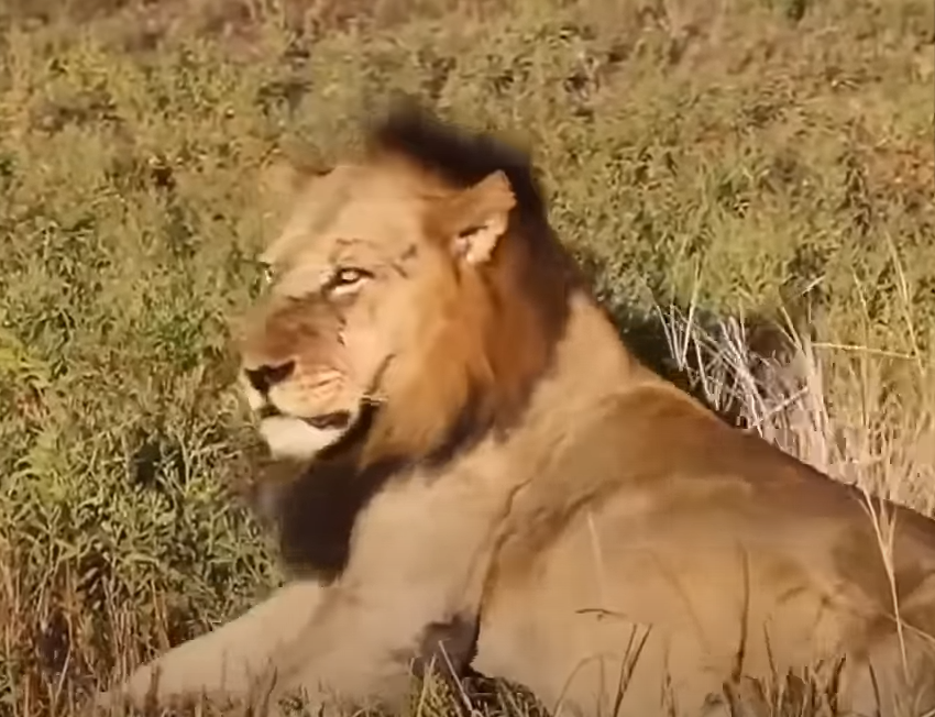 Lion