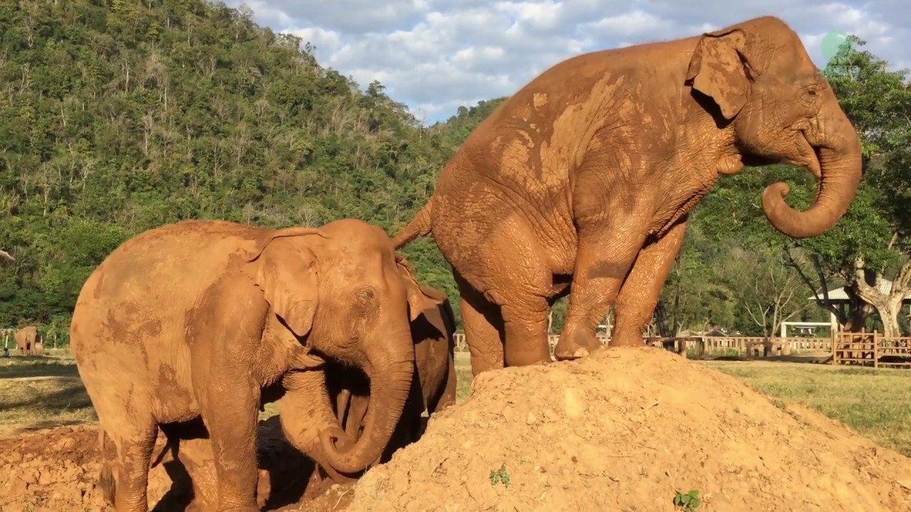 Elephant