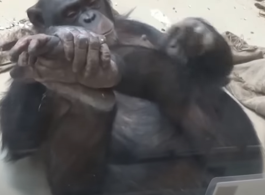 Monkey