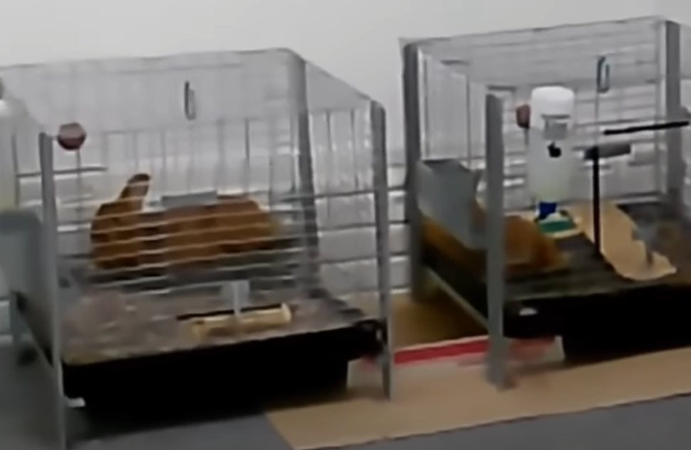 Rabbit