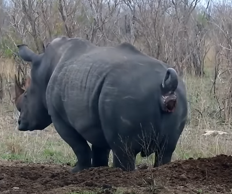 Rhino